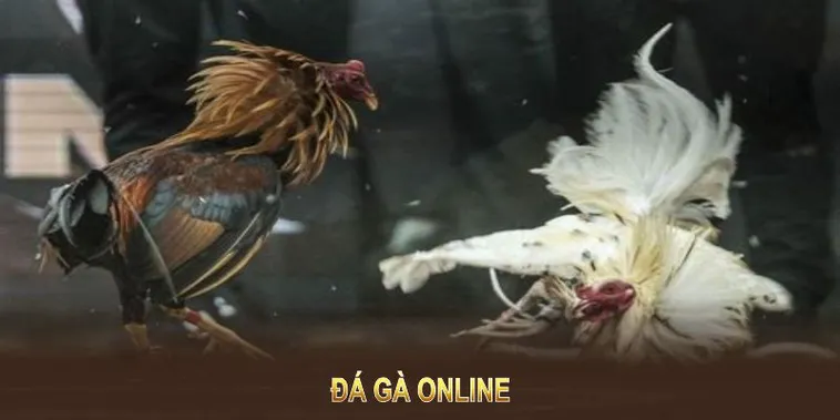 Cách Chơi Đá Gà GA28 Tại B8B Chi Tiết Cho Người Mới Bắt Đầu